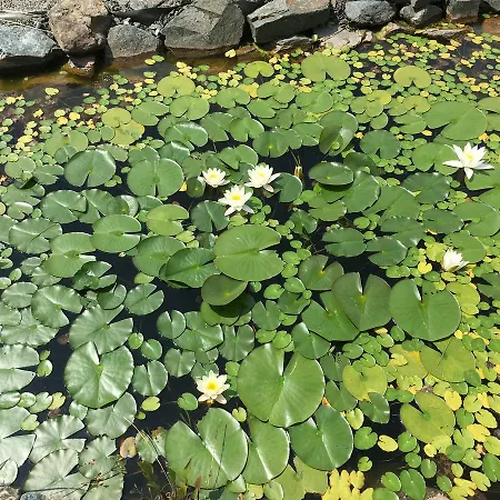 Der Weber - Haus Der Zukunft *