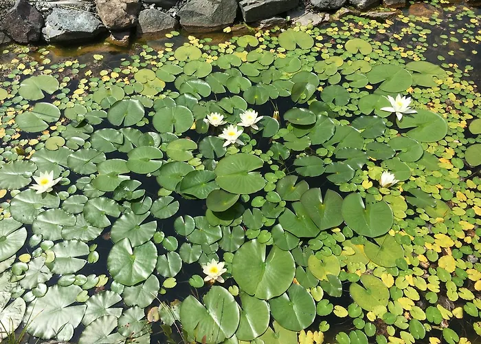 Der Weber - Haus Der Zukunft *